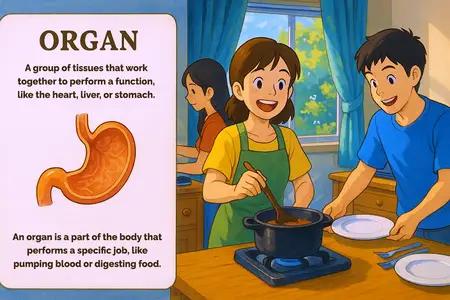 organ Simple Definition