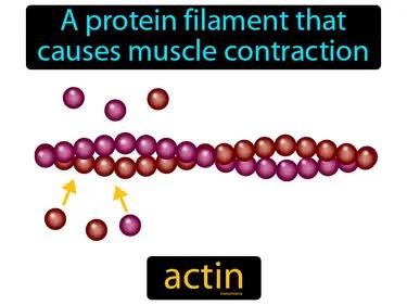 actin Simple Definition