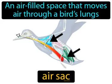 air sac Simple Definition