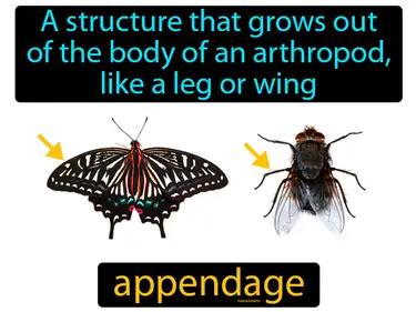 appendage Simple Definition