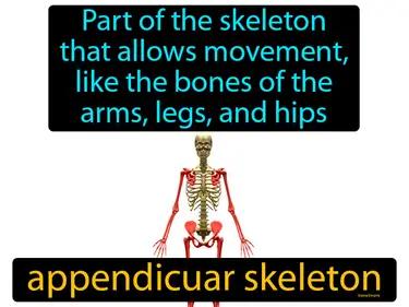 appendicular skeleton Simple Definition