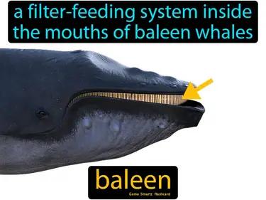 baleen Simple Definition