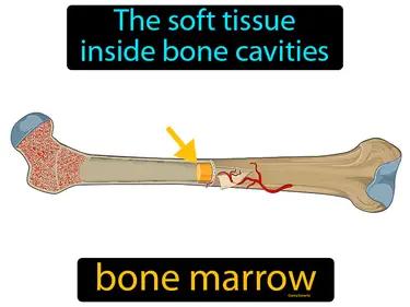 bone marrow Simple Definition