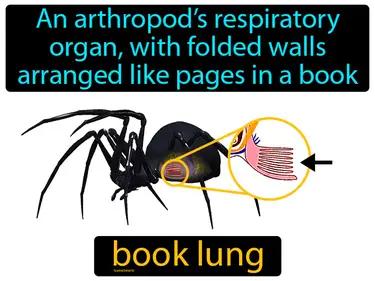 book lung Simple Definition