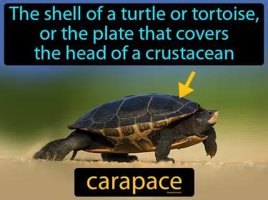 carapace Simple Definition
