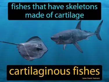 cartilaginous fishes Simple Definition