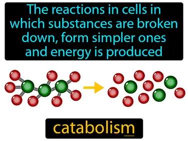 catabolism Simple Definition