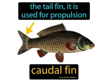 caudal fin Simple Definition