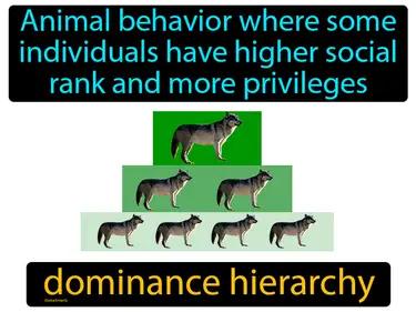 dominance hierarchy Simple Definition