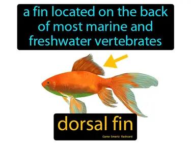 dorsal fin Simple Definition