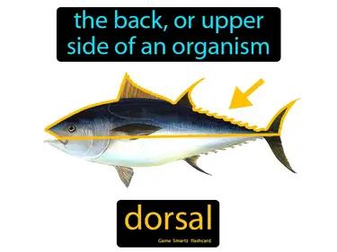 dorsal Simple Definition