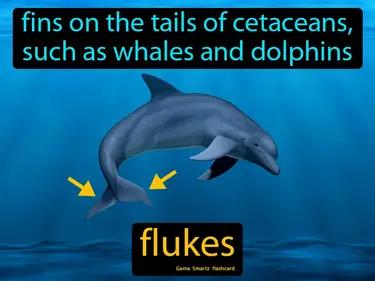 flukes Simple Definition