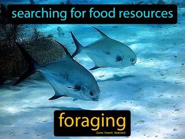 foraging Simple Definition