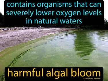 harmful algal bloom Simple Definition