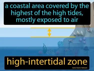 high-intertidal zone Simple Definition