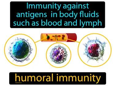 humoral immunity Simple Definition