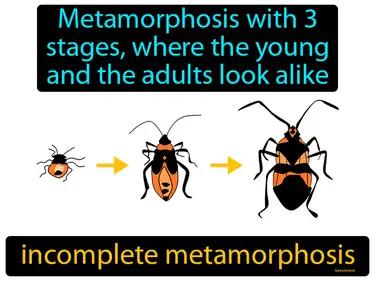 incomplete metamorphosis Simple Definition
