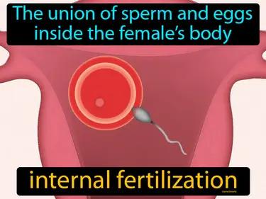 internal fertilization Simple Definition