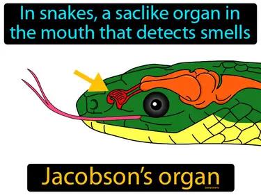 Jacobsons organ Simple Definition