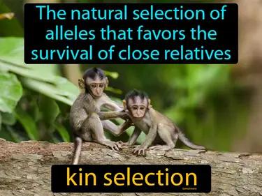 kin selection Simple Definition