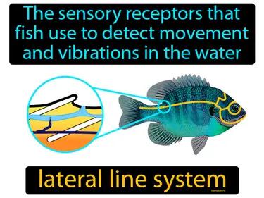 lateral line system Simple Definition
