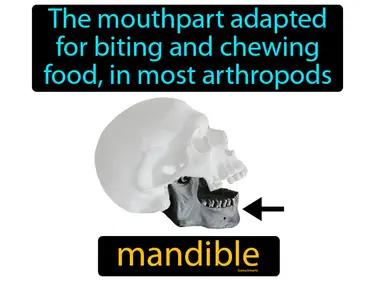 mandible Simple Definition