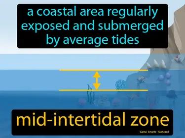 mid-intertidal zone Simple Definition