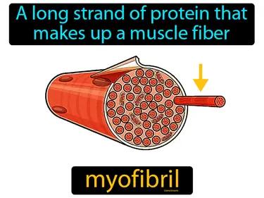 myofibril Simple Definition