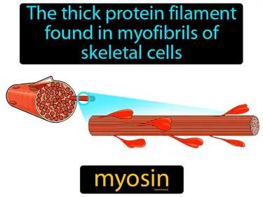 myosin Simple Definition