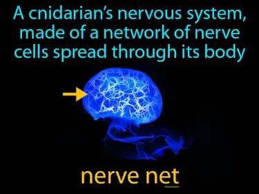 nerve net Simple Definition