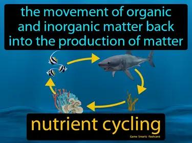 nutrient cycling Simple Definition