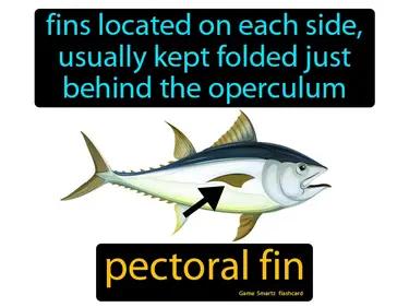 pectoral fin Simple Definition