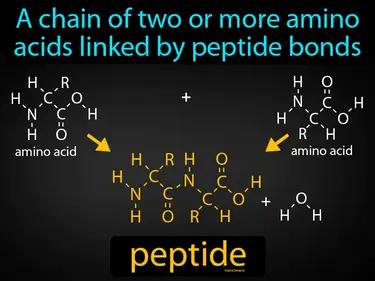 peptide Simple Definition