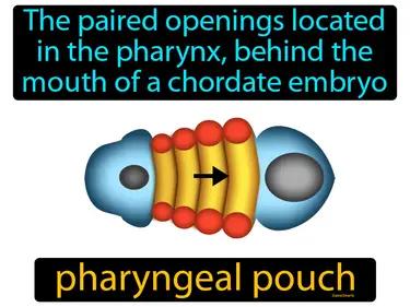 pharyngeal pouch Simple Definition