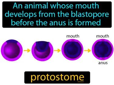 protostome Simple Definition