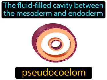 pseudocoelom Simple Definition
