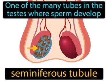 seminiferous tubule Simple Definition