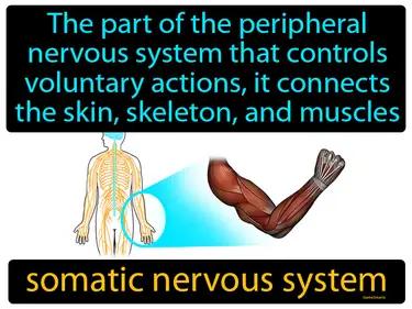 somatic nervous system Simple Definition