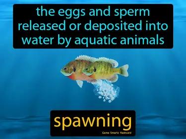 spawning Simple Definition