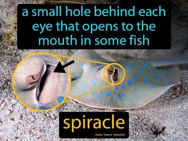 spiracle in fish Simple Definition