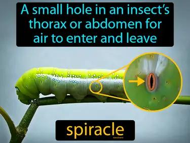 spiracle Simple Definition
