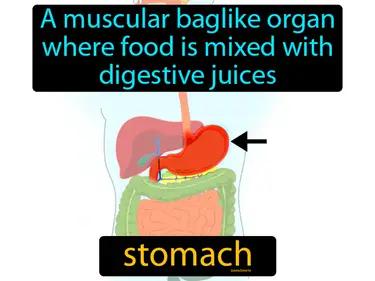 stomach Simple Definition