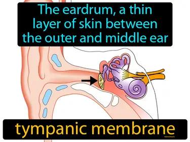 tympanic membrane Simple Definition