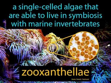 zooxanthellae Simple Definition