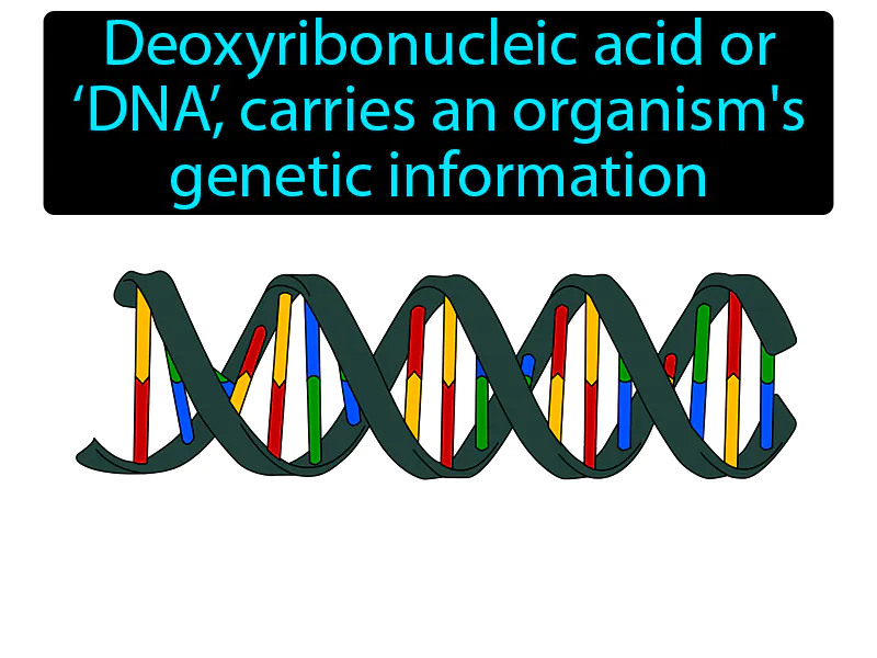 DNA Definition DNA Definition