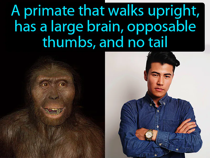 Hominid Definition