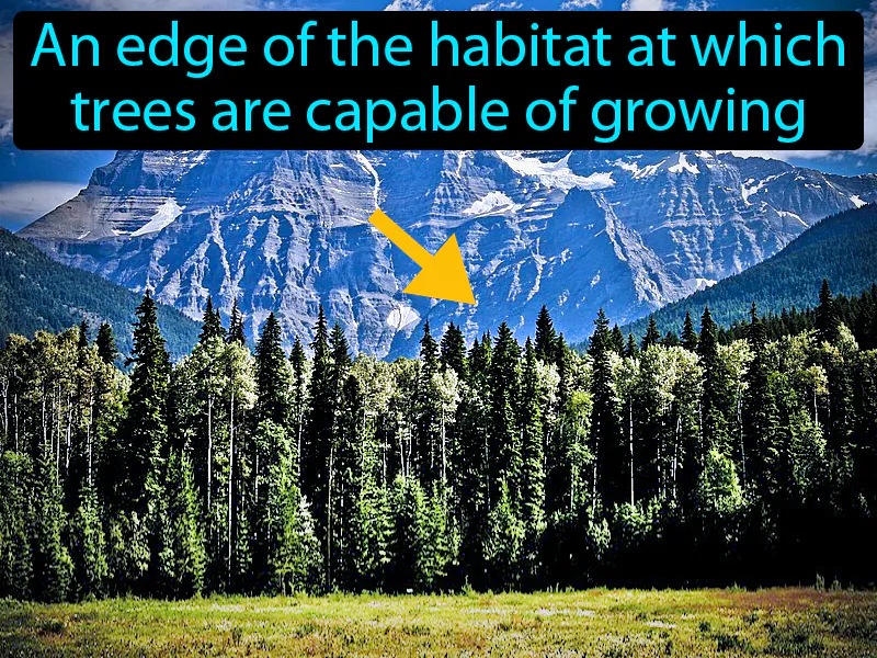 Timberline Definition