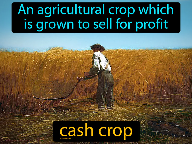 Cash Crop Definition Cash Crop Definition