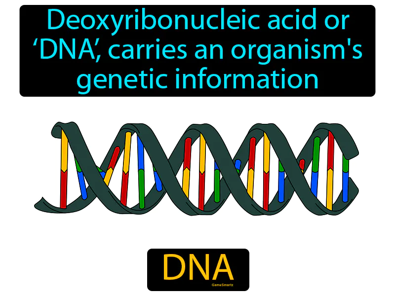 DNA Definition DNA Definition