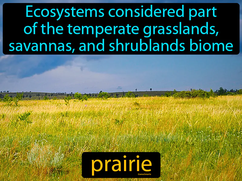 Prairie Definition Prairie Definition